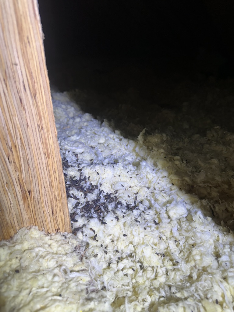 Little Brown Bat Poop in Attic Of Ottawa Area Homebasement remains the No 1.