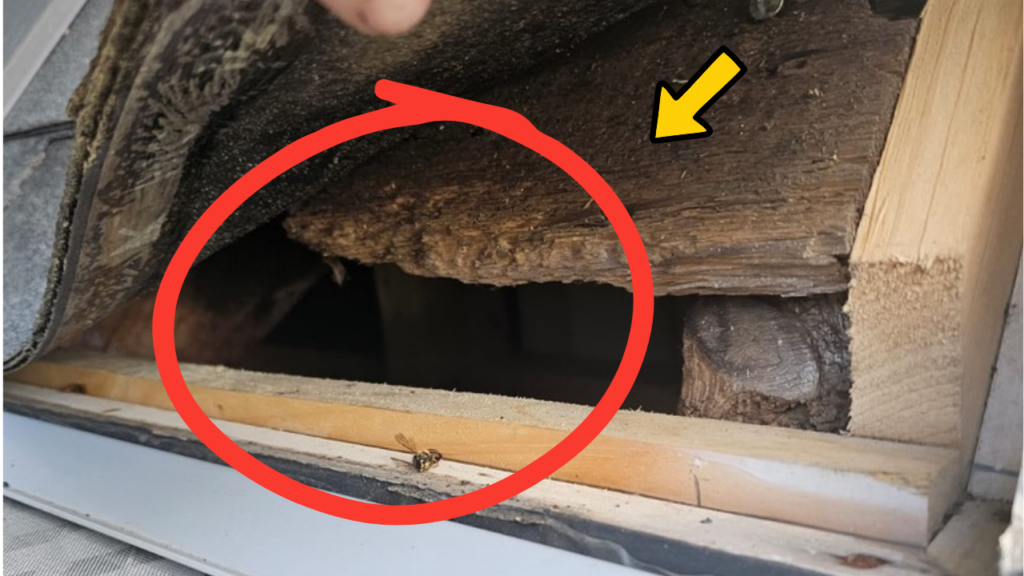 Large opening beneath the first row of roof shingles showing wood rot, rodent chewing damage, and missing drip edge flashing.