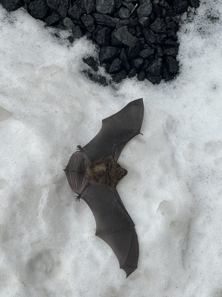Big Brown Bat outside on the snow By Bat Control Specialists Canadas No1 bat control and bat removal company.