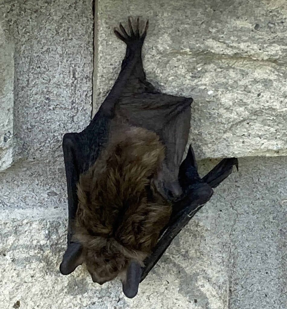 Big brown bat on the outside of a London Ontario home before bat removal