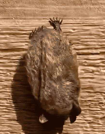 Little brown bat hanging on the exterior wall of a home in Ontario. Little brown bats are known for forming large maternity colonies in attics, walls, and roof systems.