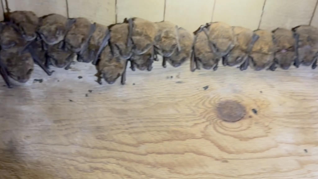 Little Brown bat in parry sound onLittle brown bats roosting inside an Ontario attic behind plywood sheathing.tario attic By Bat Control Specialists Canadas No1 bat control and bat removal company.
