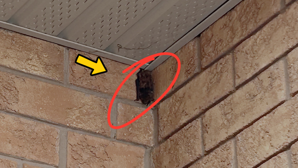 Bat night roosting under the inside corner of a front porch