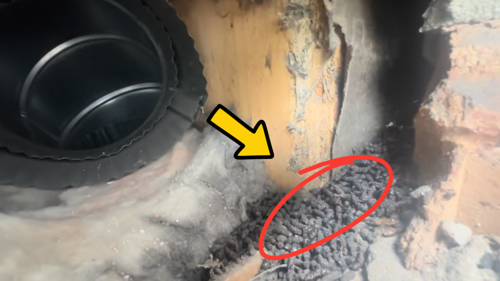 Large buildup of bat droppings inside wall cavity behind a loose sidewall vent