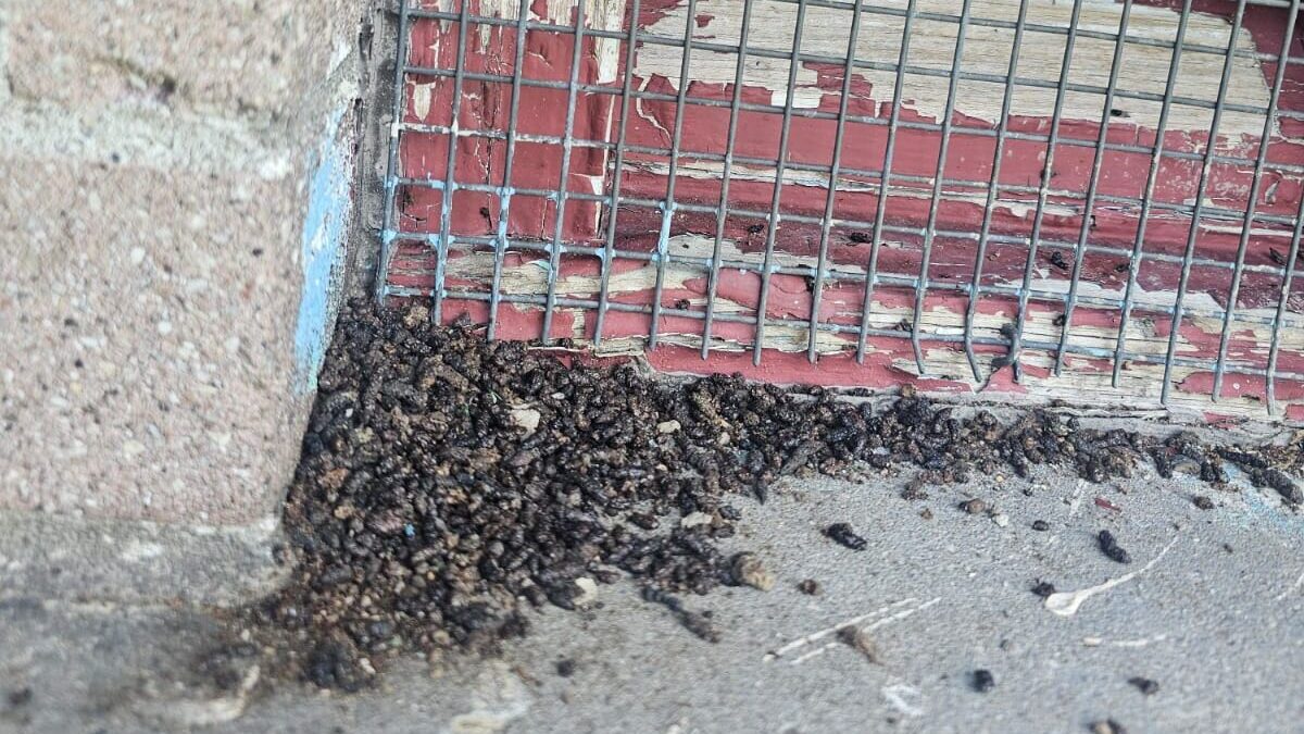 Bat droppings piled outside a gable end vent covered with mesh on an Ontario home.