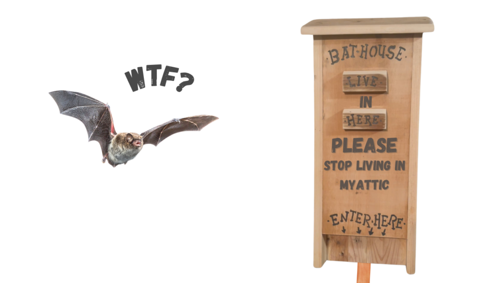 Confused bat looking at a bat house that will not solve a bat problem inside a home