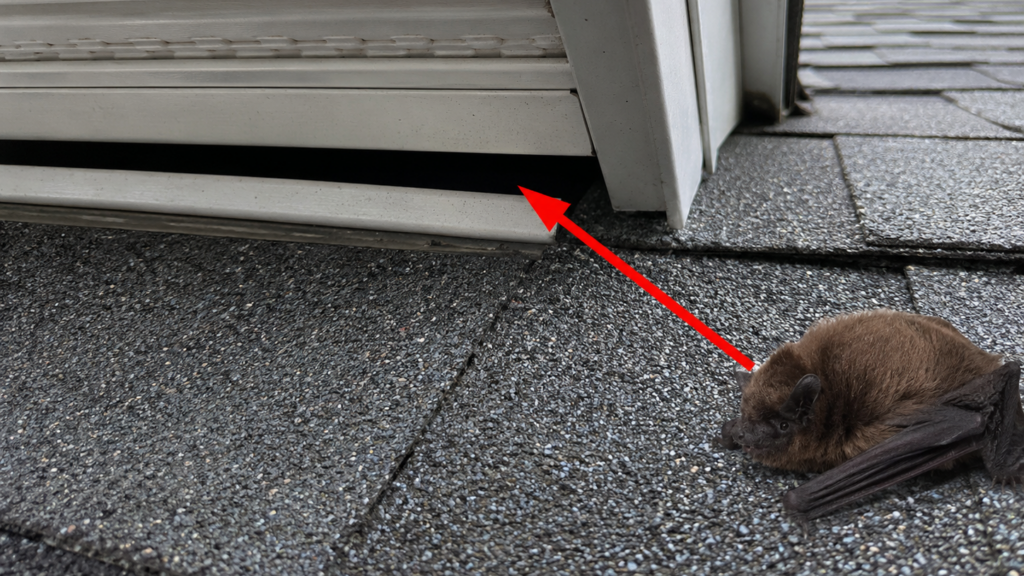 Close-up of a one-inch gap at a dormer soffit and shingle intersection with a red arrow pointing to the opening and a big brown bat beside it.