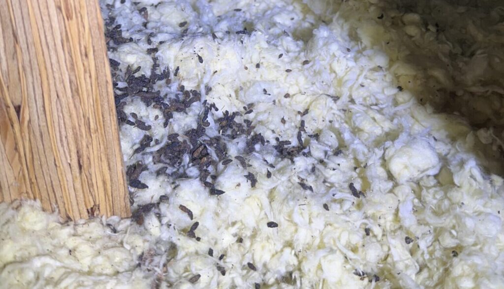 Little brown bat droppings mixed with attic insulation inside an Ontario home.