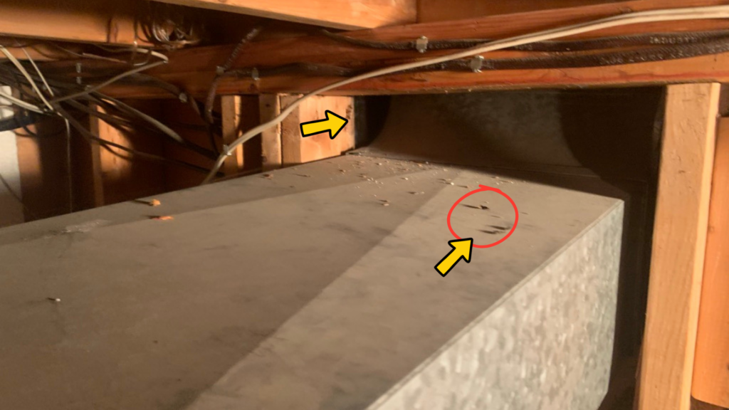 Bat droppings on top of basement ductwork where the duct enters through an open wall chase.