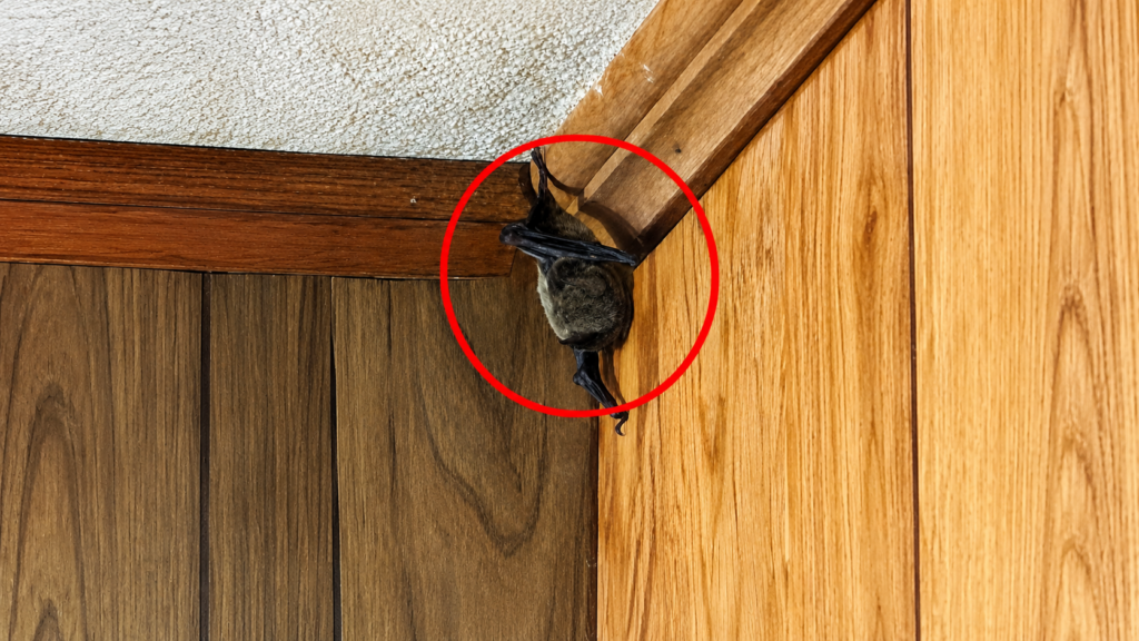 Bat hanging inside a house from a wood ceiling corner.