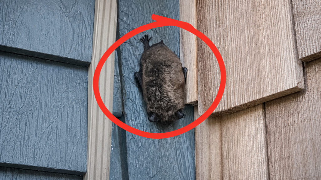 Big brown bat hanging on the exterior wall of an Ontario home.