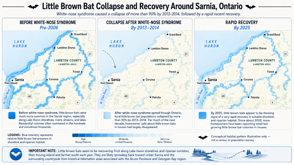 Infographic map showing little brown bat populations around Sarnia, Ontario before white-nose syndrome, collapse by 2013–2014, and rapid recovery by 2025 along Lake Huron shorelines and riparian habitat.