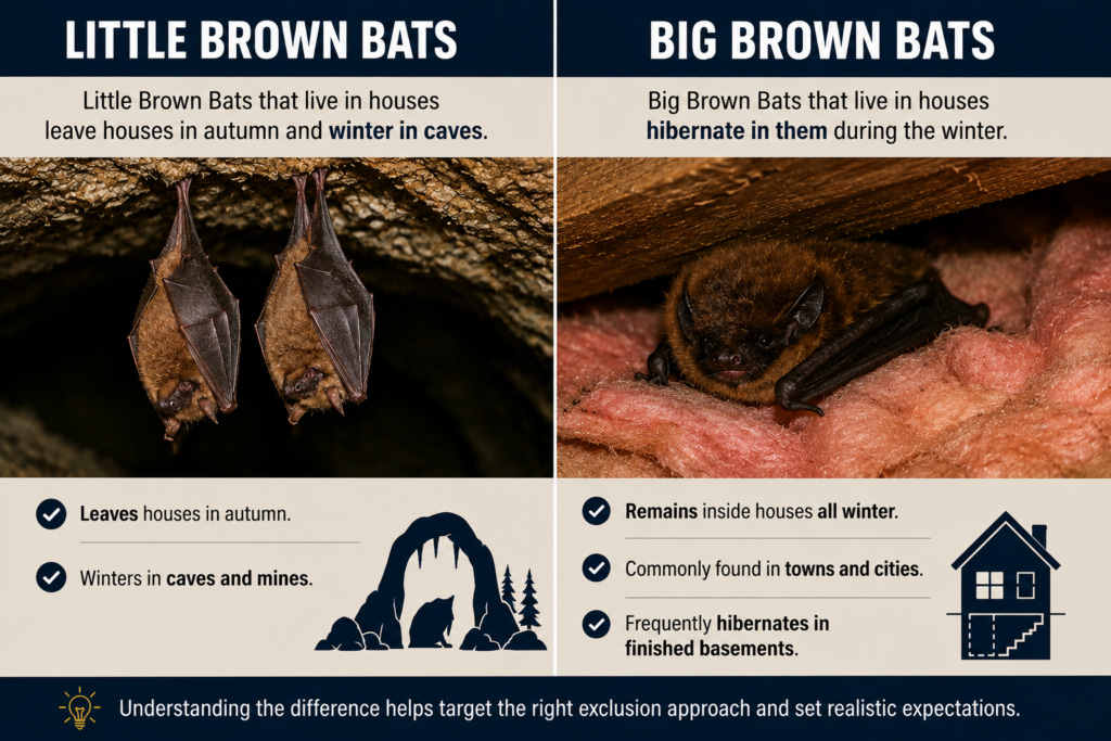 Side-by-side comparison showing Little Brown Bats hibernating in a cave and Big Brown Bats hibernating beneath attic insulation inside a house.