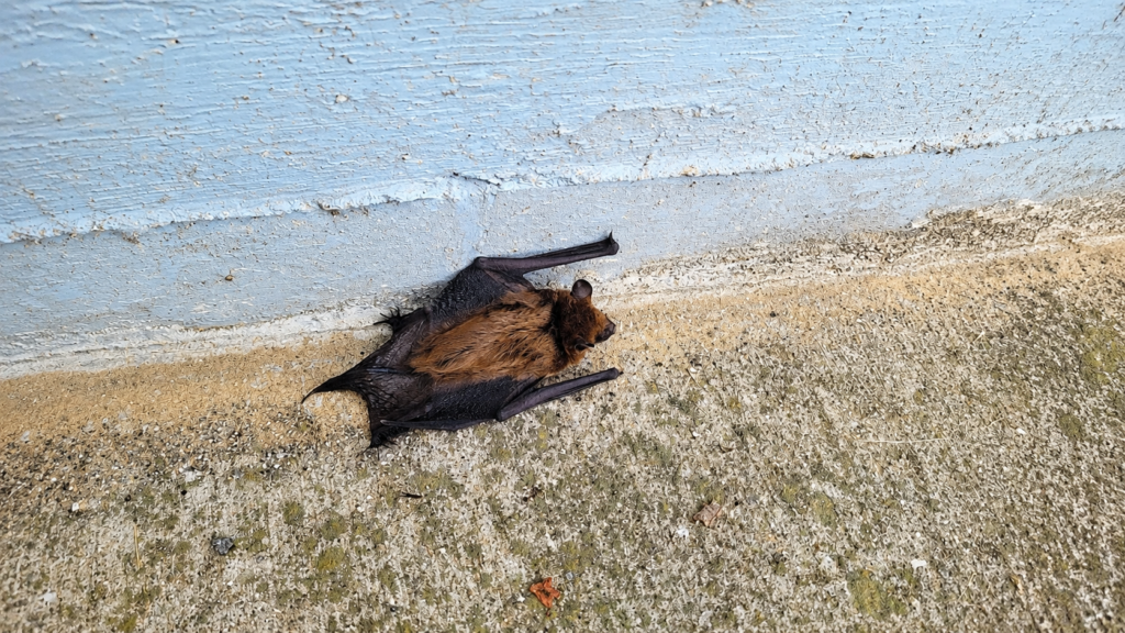 Live Big Brown Bat resting on a basement floor after emerging from hidden wall cavities inside a home.